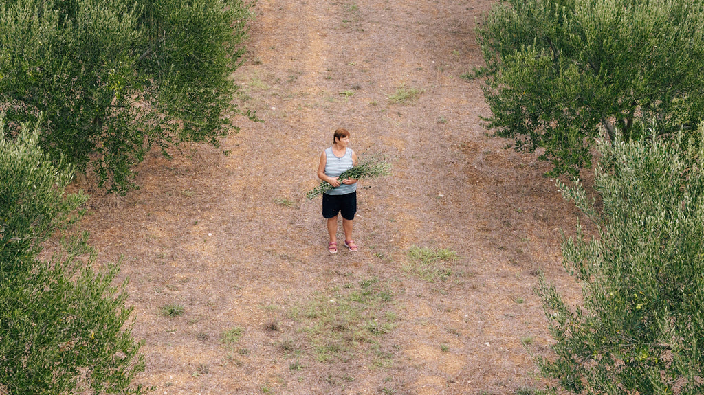 Can You Get Olive Oil Delivered from Croatia?