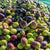 Authentic Croatian Olive Oil x 6