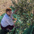 Authentic Croatian Olive Oil x 6